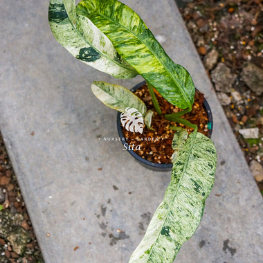 Epipremnum Giganteum Marble Variegated