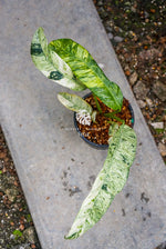 Epipremnum Giganteum Marble Variegated