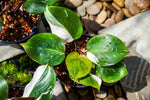 Philodendron White Knight tri-color