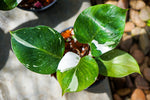 Philodendron White Knight tri-color