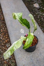 Epipremnum Giganteum Marble Variegated