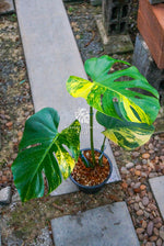 Monstera Deliciosa Marilyn