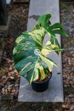 Monstera Deliciosa Marilyn