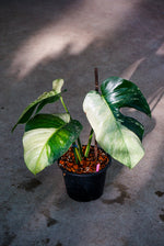 Monstera Borsigiana Mint Variegated