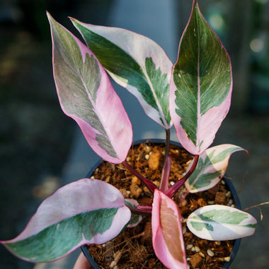 Philodendron Pink Princess Mutation