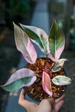 Philodendron Pink Princess Mutation