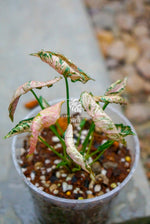 Syngonium Pink Mosaic