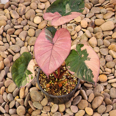 Alocasia Serendipity Variegated