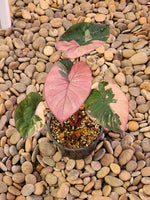 Alocasia Serendipity Variegated