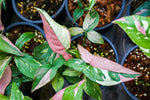 Syngonium Tri-color x 10