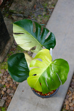 Monstera Deliciosa Mint Variegated