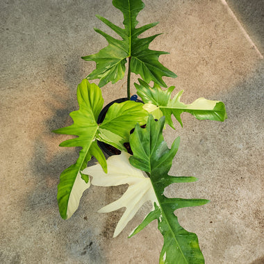 Philodendron Golden Dragon Var.