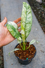 Epipremnum Giganteum Marble Variegated